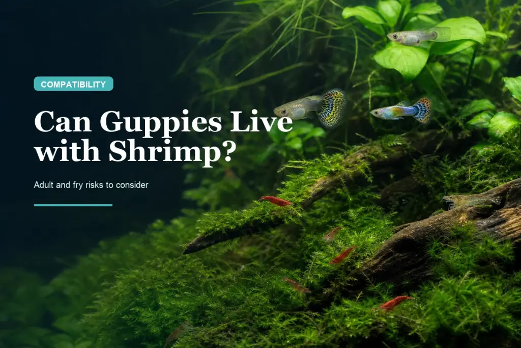 Can Guppies Live with Shrimp? Adult & Fry Risks