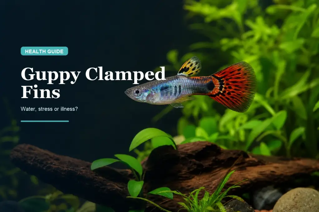 Guppy Clamped Fins: Causes, Warning Signs & What to Check First