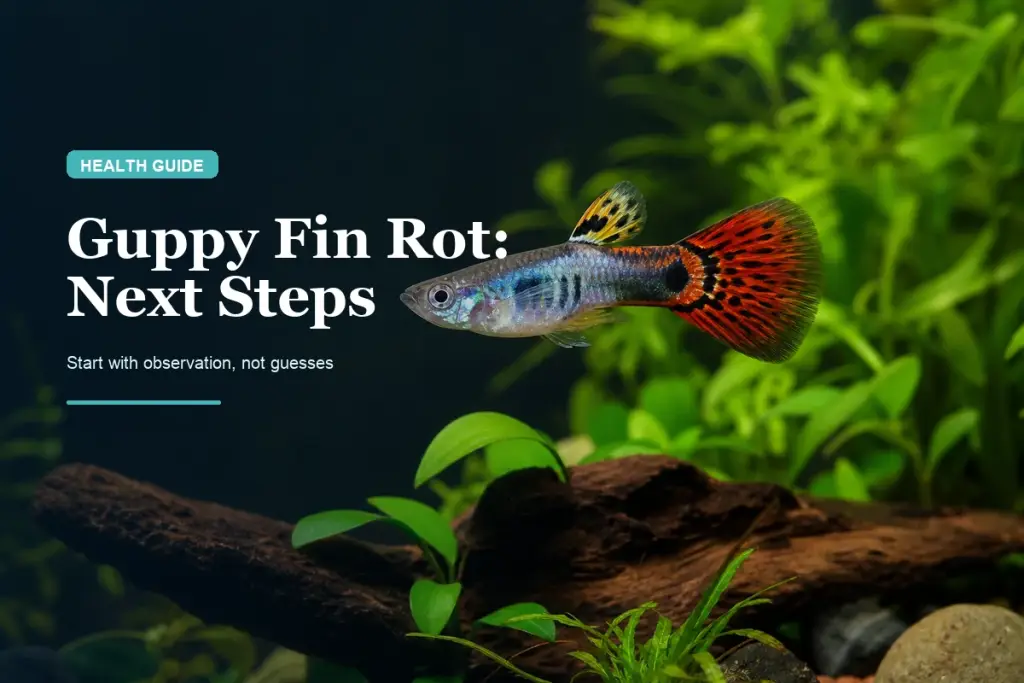 Guppy Fin Rot vs Torn Fins: Signs, Causes & First Steps