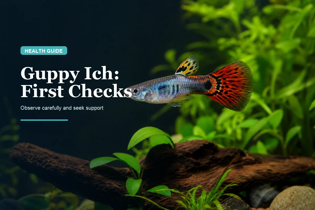 Guppy Ich (White Spot Disease): Symptoms, Treatment Logic & Prevention
