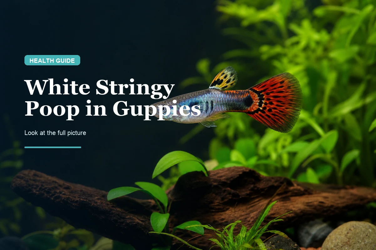 Guppy White Stringy Poop: Causes, What It Means & When to Worry