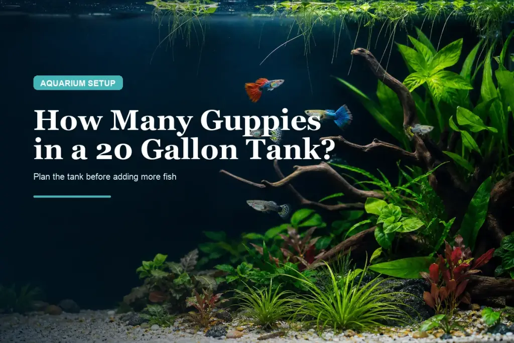 How Many Guppies in a 20 Gallon Tank?