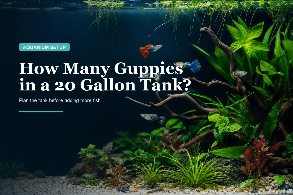 How Many Guppies in a 20 Gallon Tank?