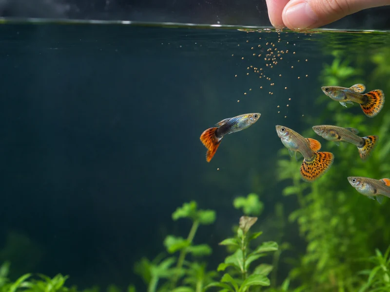 Illustrative generic guppies receiving a small measured feeding
