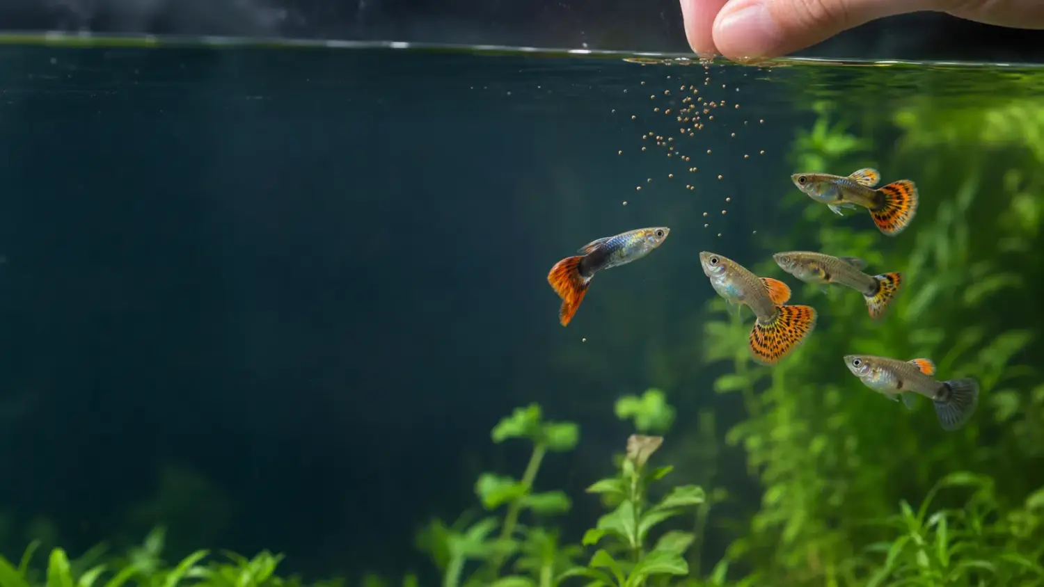 Overfeeding Guppies: Signs, Water Problems & Simple Fixes
