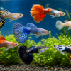 Healthy fancy guppy fish swimming in a clean planted aquarium for an online buying guide
