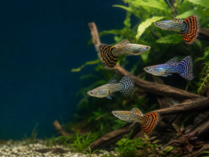 AI-generated illustrative planted aquarium with patterned generic fancy guppies