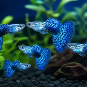Blue Mosaic Guppy Wholesale Lot - 25 Fish live guppy