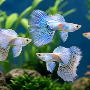 Dumbo Ear Guppy Premium Pair