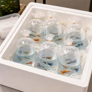 Assorted Fancy Guppy Wholesale Box - 50 Fish live guppy