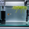 New guppy fish in a simple quarantine tank with sponge filter and floating plant