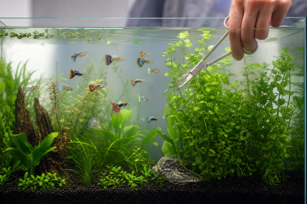 Simple guppy quarantine tank with sponge filter and floating plant