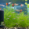 Tiny guppy fry swimming among fine green plants in a clean nursery aquarium