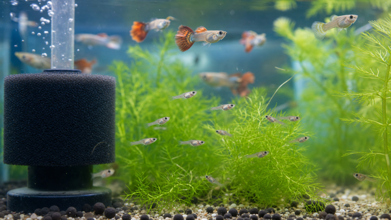 Raising Guppy Fry: Grow-Out Tank, Feeding & Survival Tips