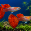 Red dragon guppy pair with vivid red orange tails in a clean breeder aquarium