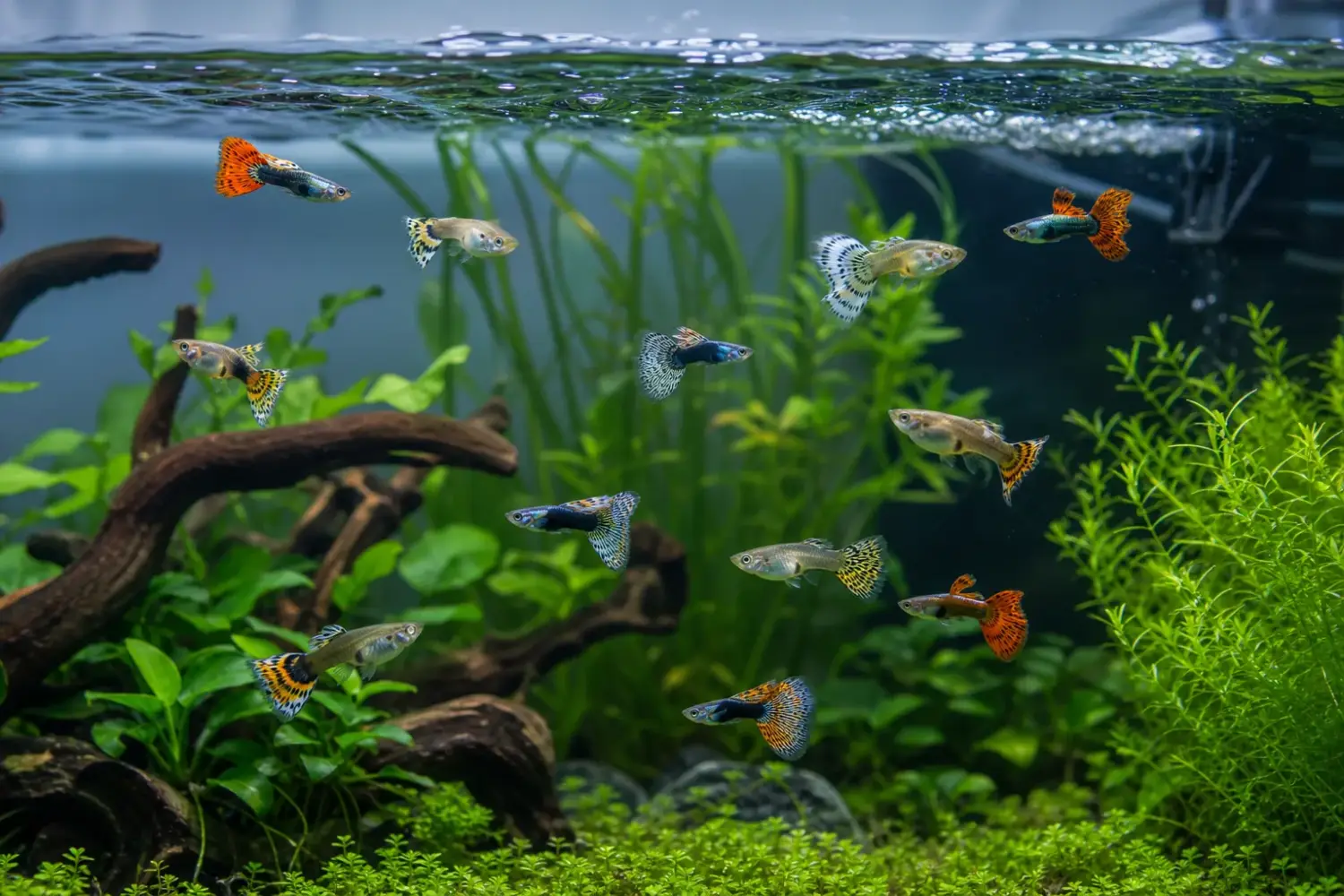 Why is my guppy staying at the top or bottom: healthy guppies beneath gentle surface flow