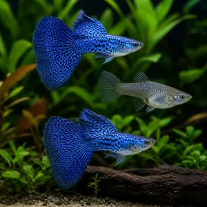 Representative AI-generated image of Blue Dragon Indo Breeder Trio Grade A; not an exact inventory photograph.