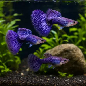 Representative AI-generated image of Purple Dragon Breeder Trio; not an exact inventory photograph.