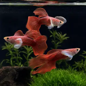 Representative AI-generated image of Red Dragon Ribbon BDS Big Ear Trio; not an exact inventory photograph.