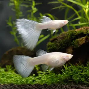 Albino Platinum White Breeding Pair — A Grade