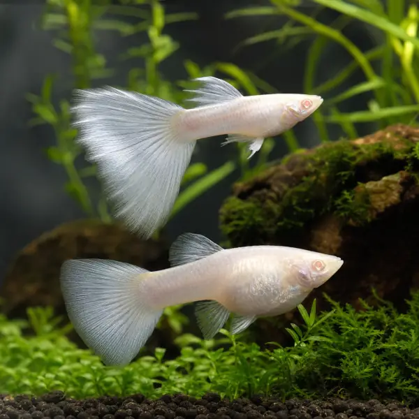 Representative AI-generated image of Albino Platinum White Breeding Pair A Grade; not an exact inventory photograph.