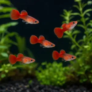 Representative AI-generated image of Dumbo Red Dragon Guppy Fry Pack of 5; not an exact inventory photograph.