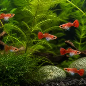 Dumbo Mosaic guppy fry pack of 10; representative AI-generated planted-aquarium image, not an exact inventory photograph.