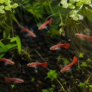 Dumbo Mosaic guppy fry pack of 10; representative AI-generated planted-aquarium image, not an exact inventory photograph.