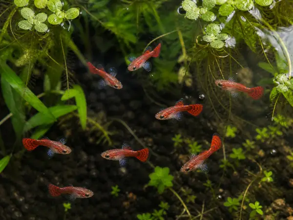 Dumbo Mosaic guppy fry pack of 10; representative AI-generated planted-aquarium image, not an exact inventory photograph.