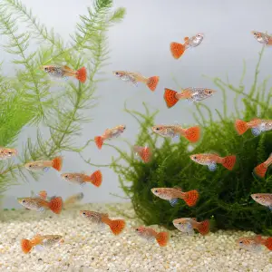 Dumbo Mosaic guppy fry pack of 10; representative AI-generated planted-aquarium image, not an exact inventory photograph.