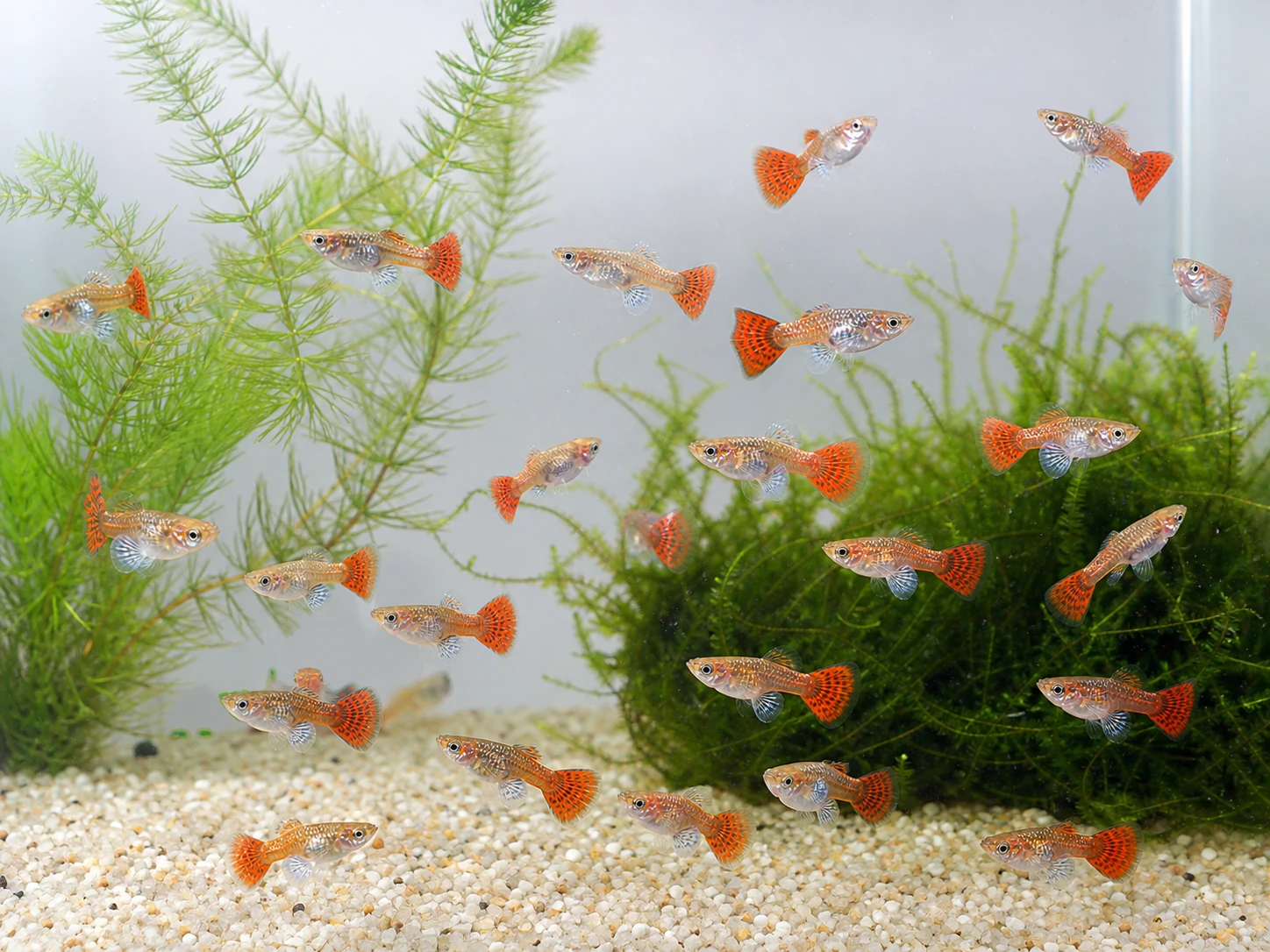 Dumbo Mosaic guppy fry pack of 10; representative AI-generated planted-aquarium image, not an exact inventory photograph.