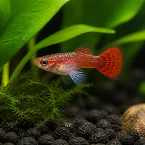 Dumbo Mosaic guppy fry pack of 10; representative AI-generated planted-aquarium image, not an exact inventory photograph.