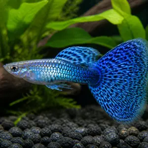 Fancy guppy males pack of 6; representative AI-generated planted-aquarium image, not an exact inventory photograph.