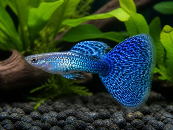 Fancy guppy males pack of 6; representative AI-generated planted-aquarium image, not an exact inventory photograph.