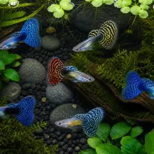 Fancy guppy males pack of 6; representative AI-generated planted-aquarium image, not an exact inventory photograph.