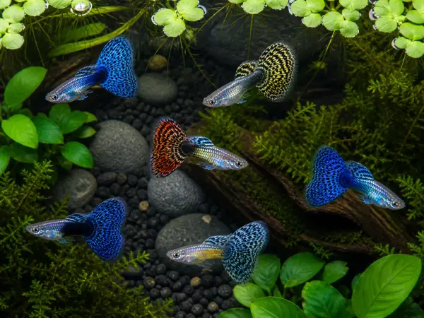 Fancy guppy males pack of 6; representative AI-generated planted-aquarium image, not an exact inventory photograph.