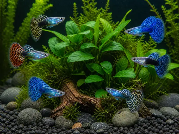 Fancy guppy males pack of 6; representative AI-generated planted-aquarium image, not an exact inventory photograph.