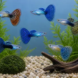 Fancy guppy males pack of 6; representative AI-generated planted-aquarium image, not an exact inventory photograph.