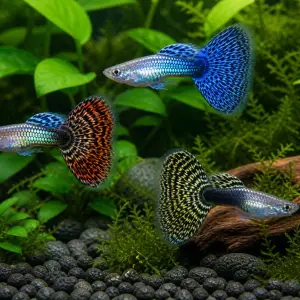 Fancy guppy males pack of 6; representative AI-generated planted-aquarium image, not an exact inventory photograph.