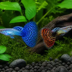 Fancy guppy males pack of 6; representative AI-generated planted-aquarium image, not an exact inventory photograph.