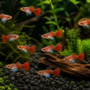 Dumbo Mosaic guppy fry pack of 10; representative AI-generated planted-aquarium image, not an exact inventory photograph.