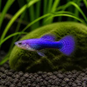 Purple Dragon guppy fry, 20 plus 5 bonus; representative AI-generated planted-aquarium image, not an exact inventory photograph.