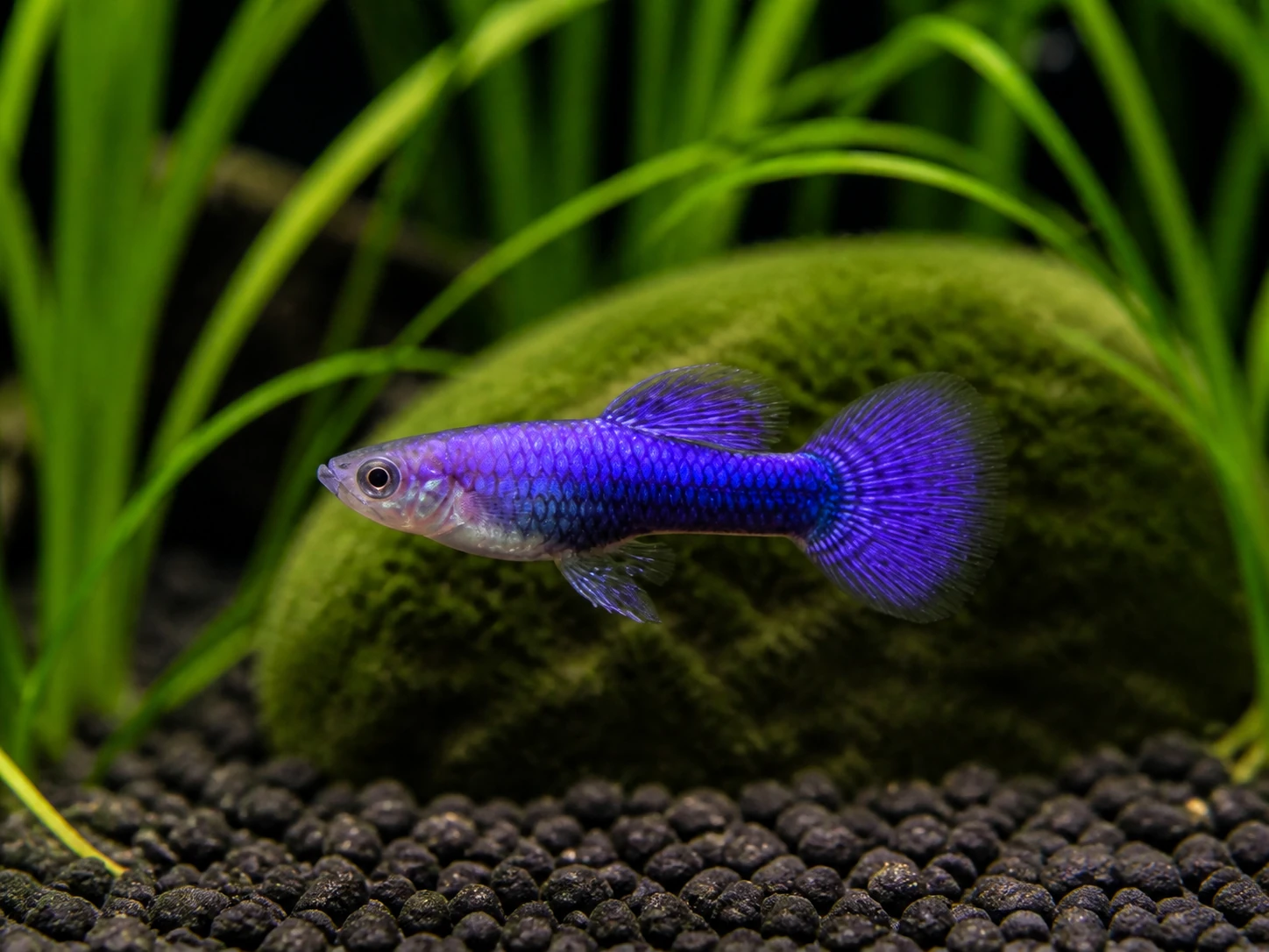 Purple Dragon guppy fry, 20 plus 5 bonus; representative AI-generated planted-aquarium image, not an exact inventory photograph.