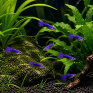 Purple Dragon guppy fry, 20 plus 5 bonus; representative AI-generated planted-aquarium image, not an exact inventory photograph.