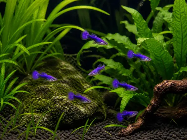 Purple Dragon guppy fry, 20 plus 5 bonus; representative AI-generated planted-aquarium image, not an exact inventory photograph.