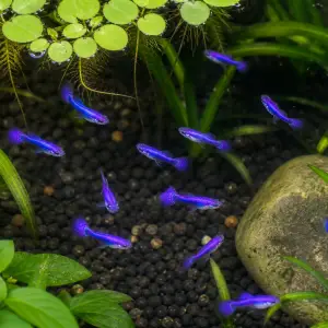 Purple Dragon guppy fry, 20 plus 5 bonus; representative AI-generated planted-aquarium image, not an exact inventory photograph.