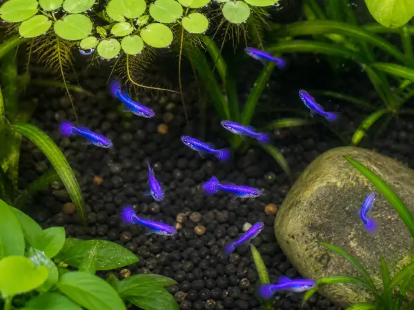 Purple Dragon guppy fry, 20 plus 5 bonus; representative AI-generated planted-aquarium image, not an exact inventory photograph.