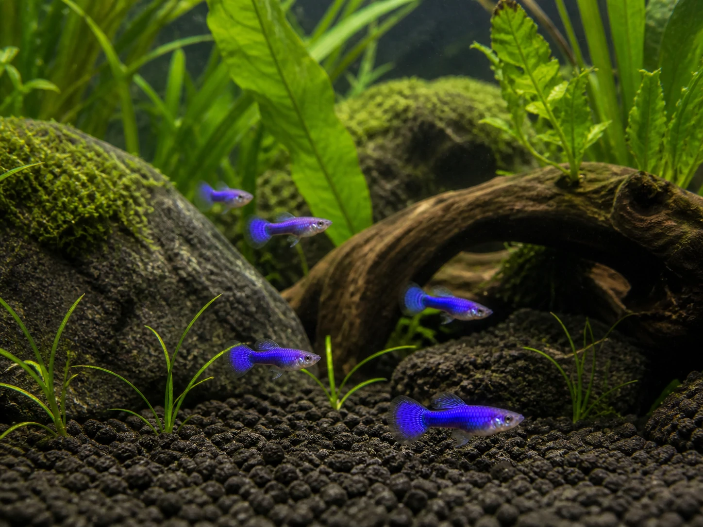 Purple Dragon guppy fry, 20 plus 5 bonus; representative AI-generated planted-aquarium image, not an exact inventory photograph.