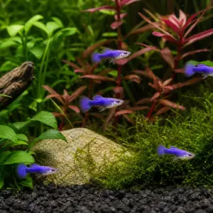 Purple Dragon guppy fry, 20 plus 5 bonus; representative AI-generated planted-aquarium image, not an exact inventory photograph.