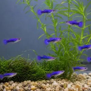 Purple Dragon guppy fry, 20 plus 5 bonus; representative AI-generated planted-aquarium image, not an exact inventory photograph.